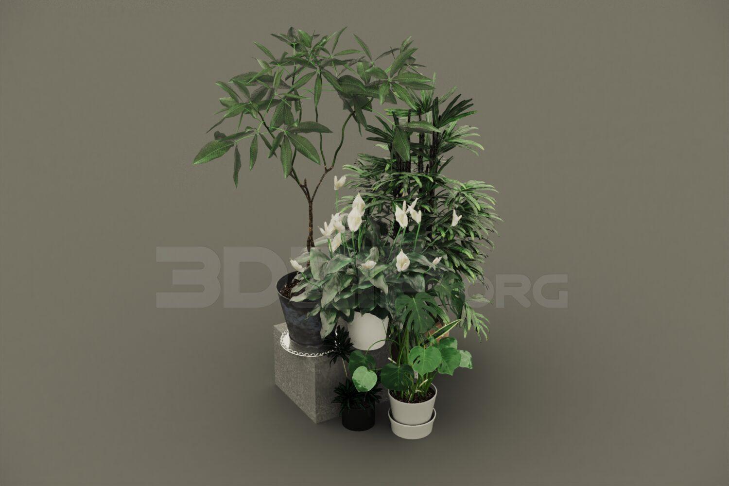 Plant
