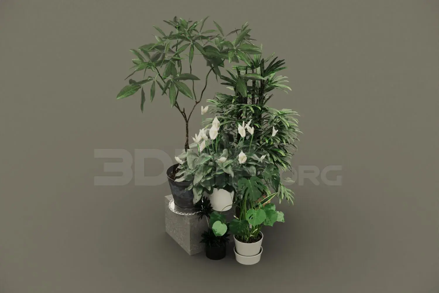 Plant