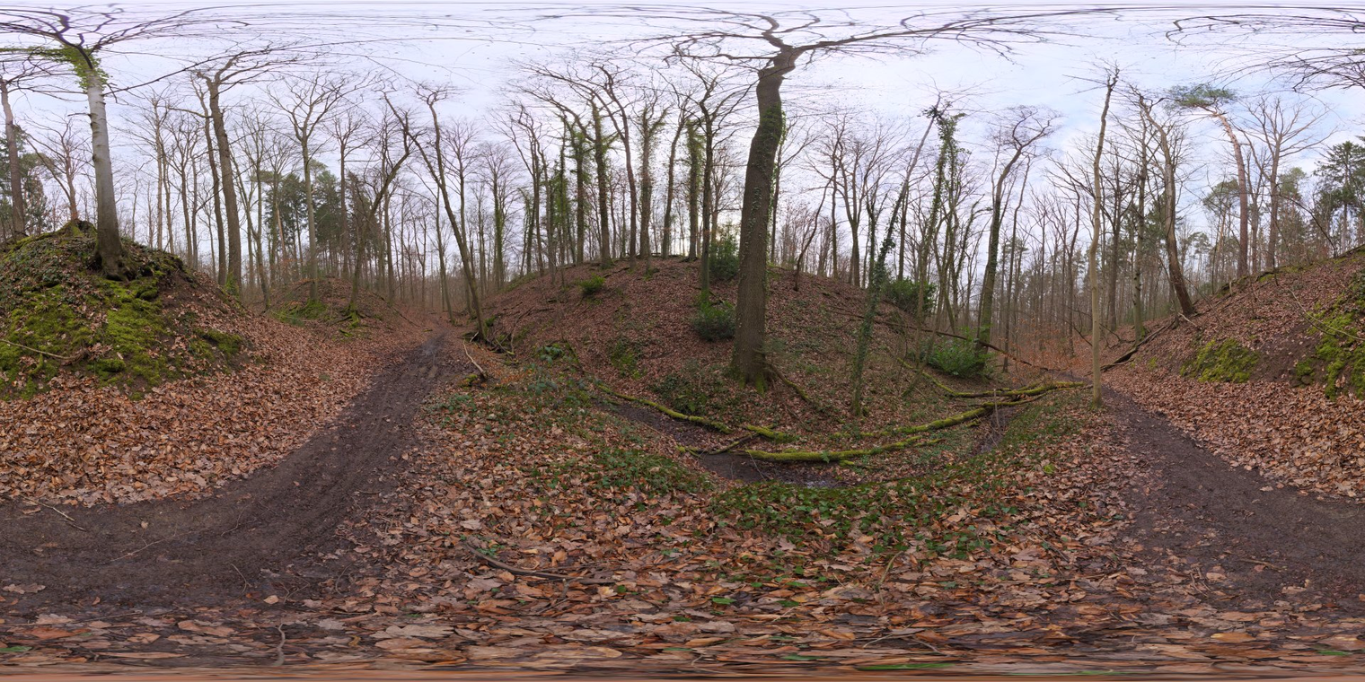 Autumn Forest 2