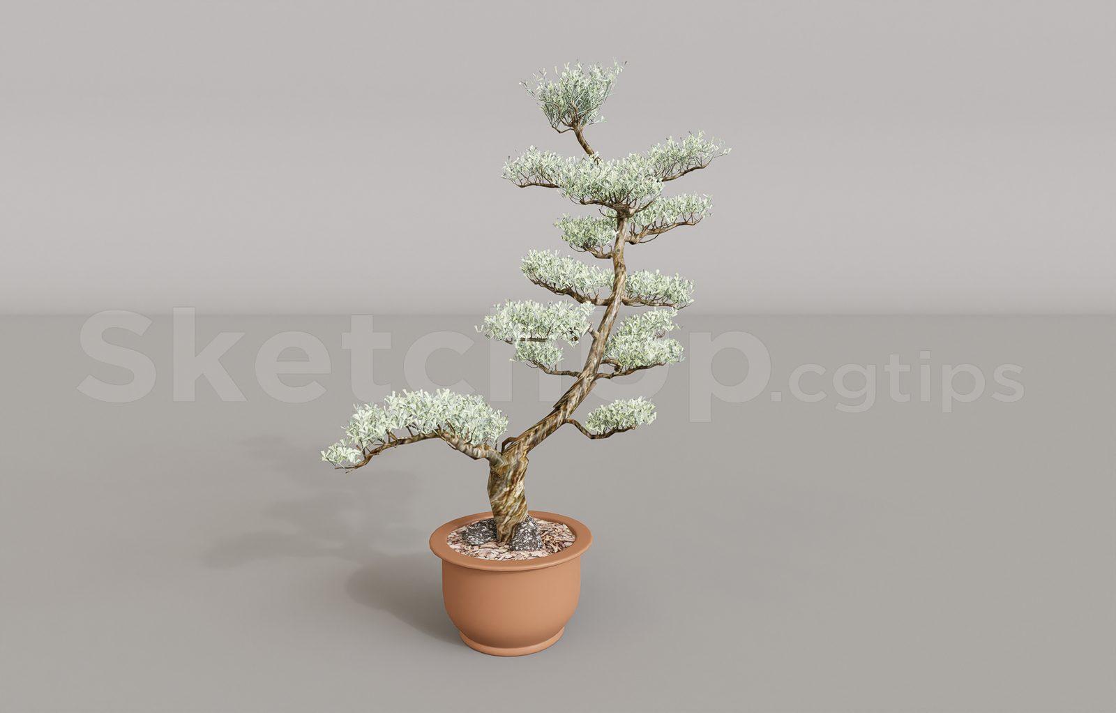 Plant