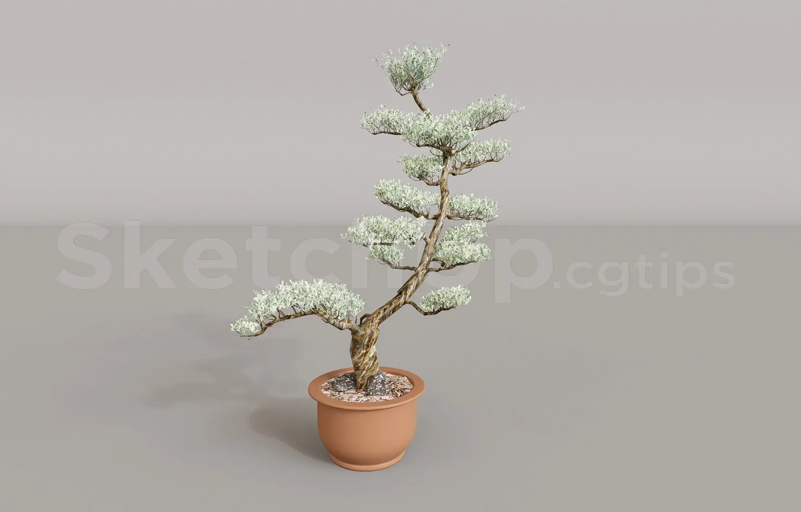 Plant