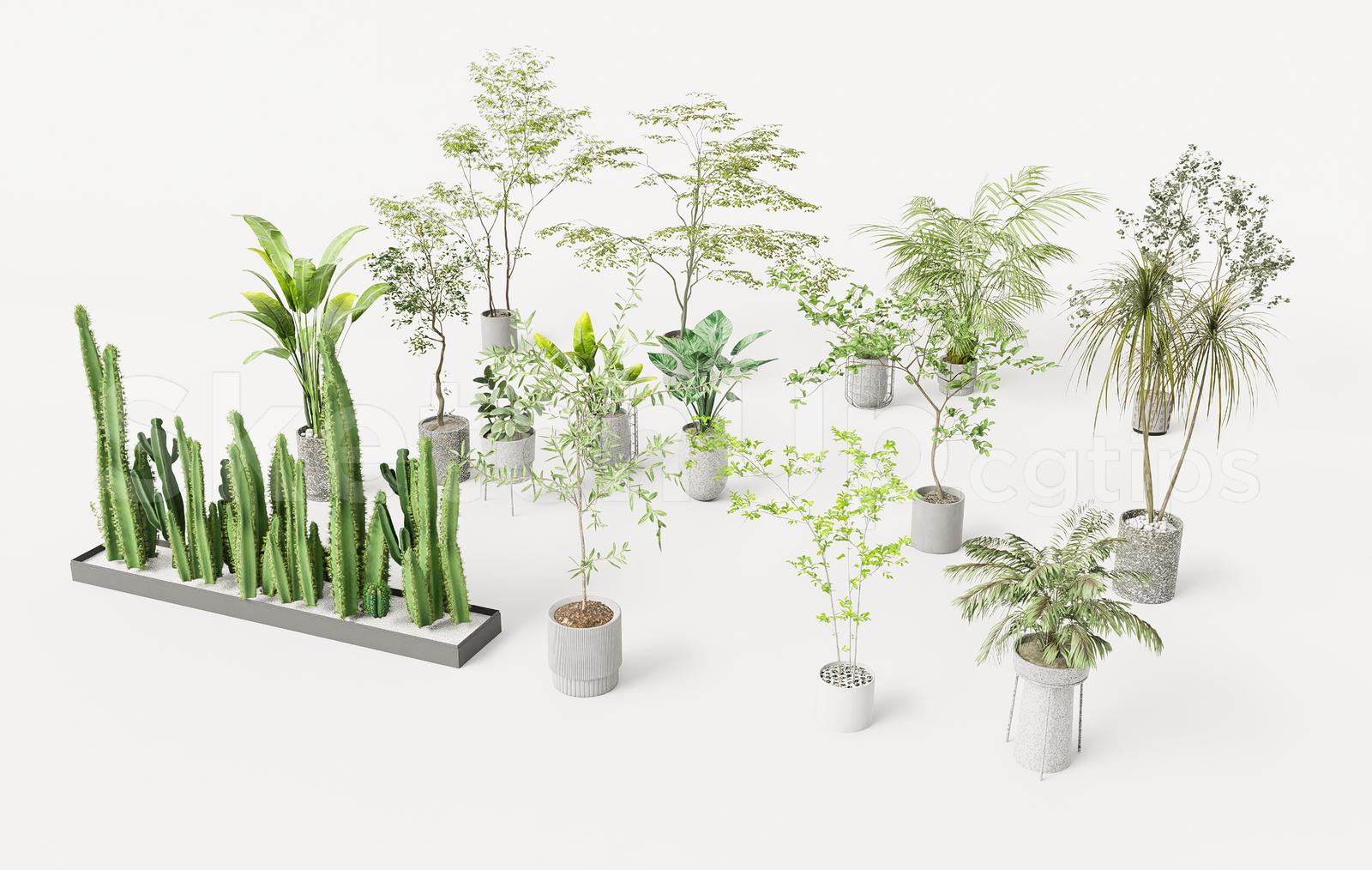Indoor Plants