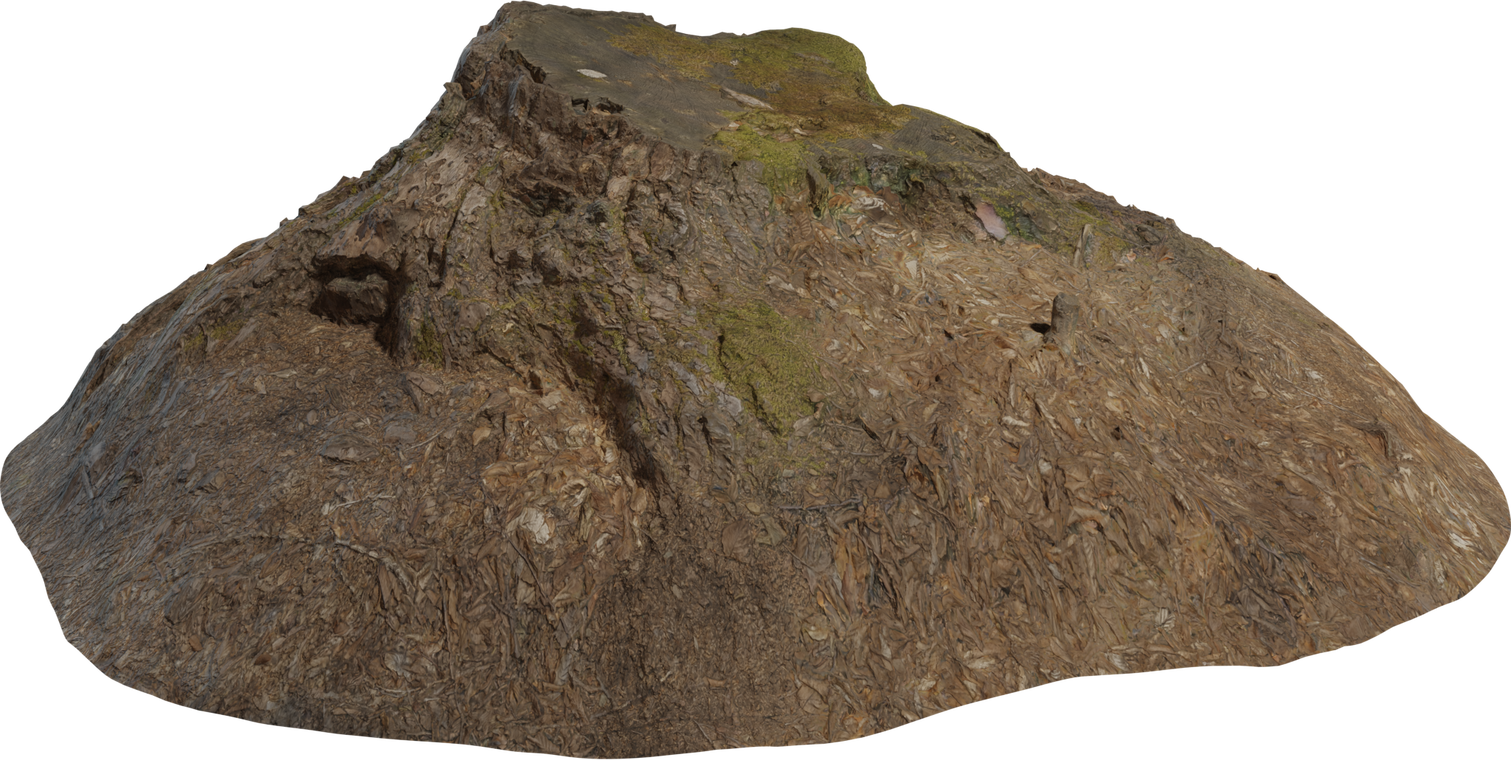 Tree Stump 2