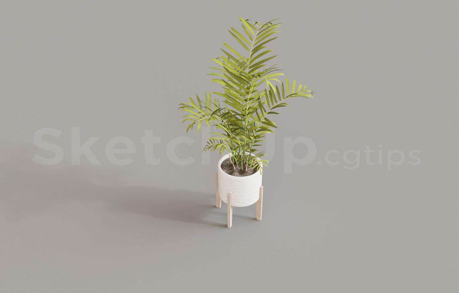 Plant