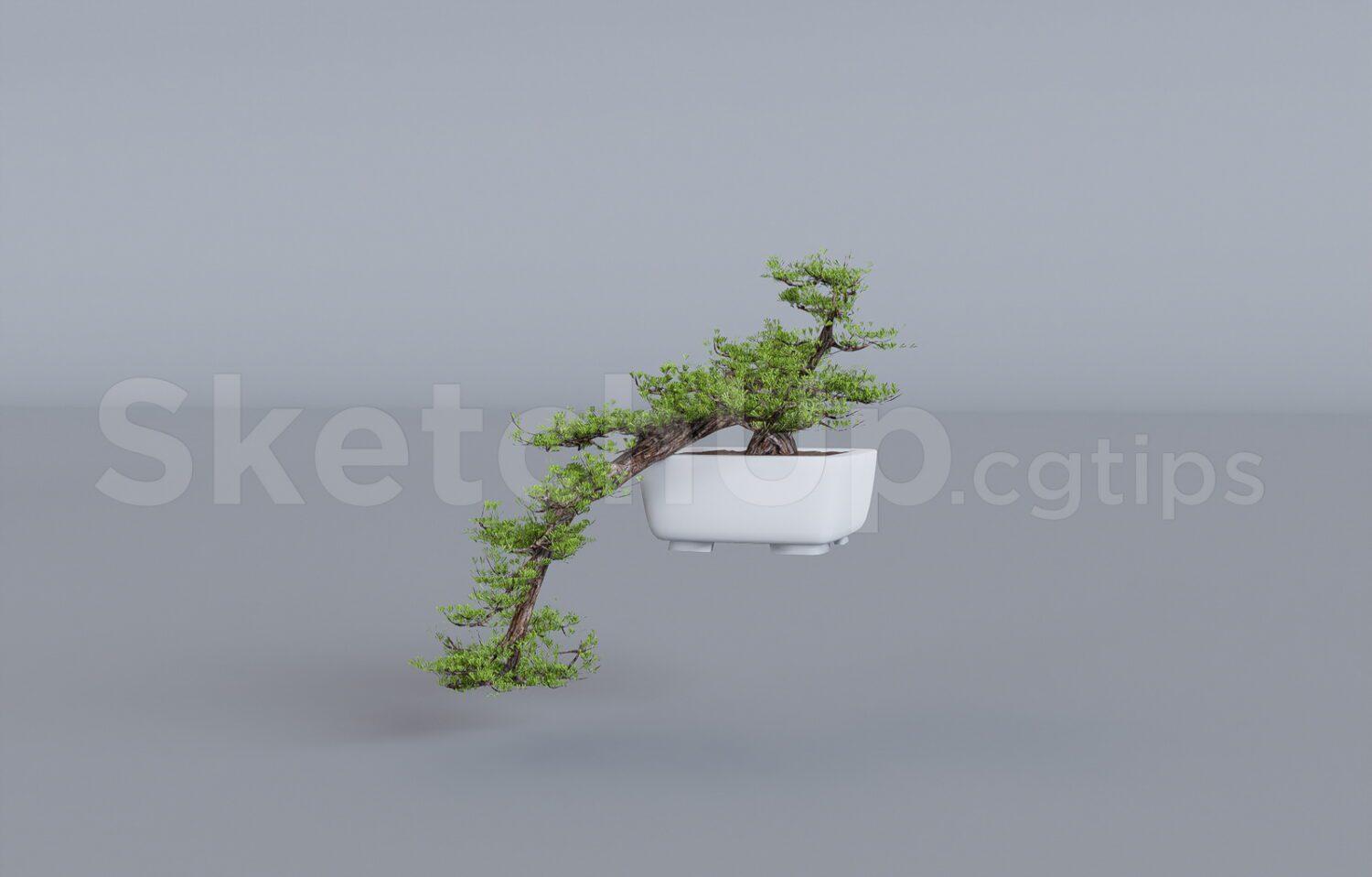 BonSai Tree