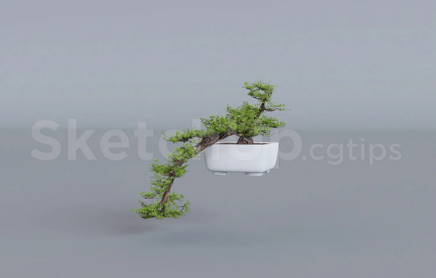 BonSai Tree