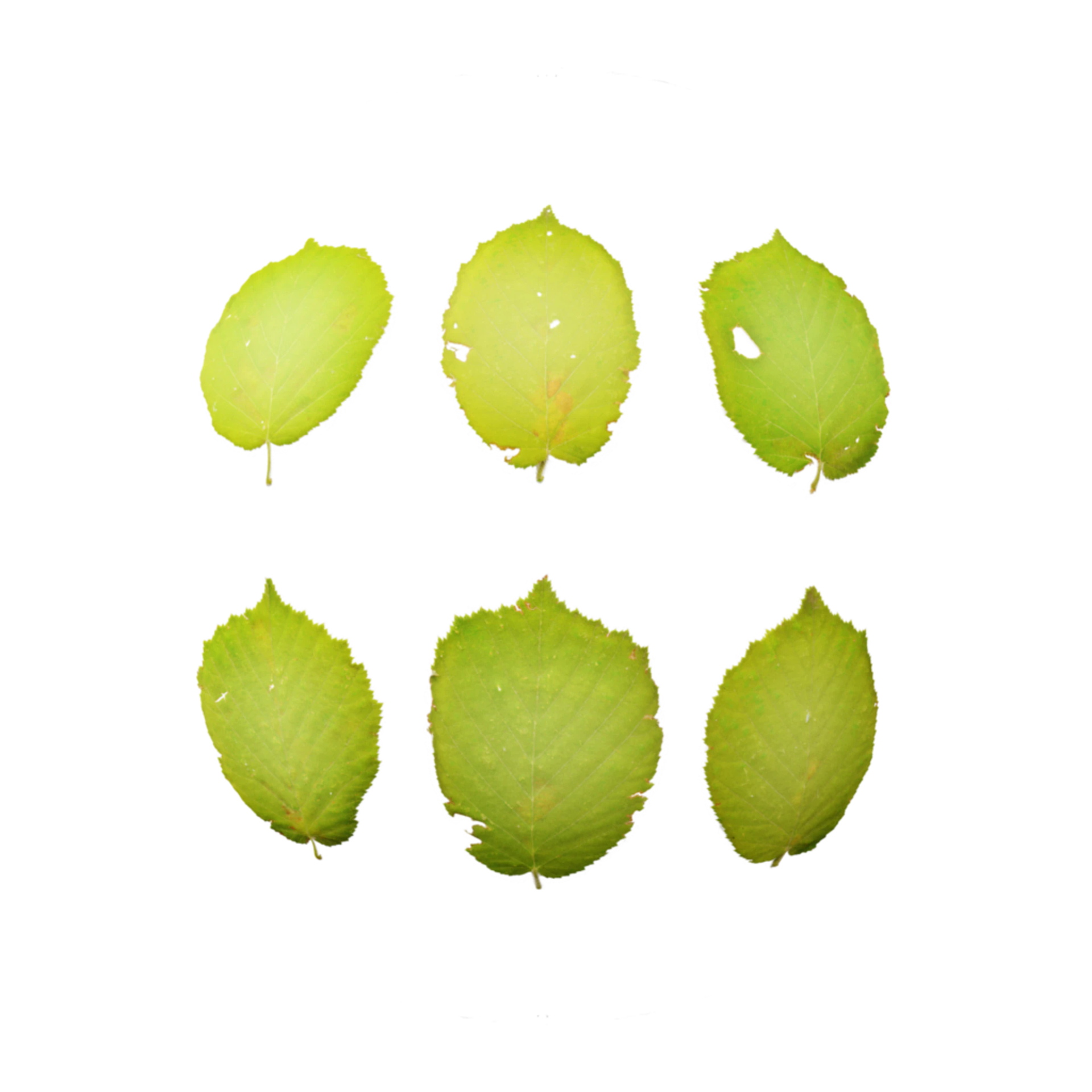 Leaf Set 009
