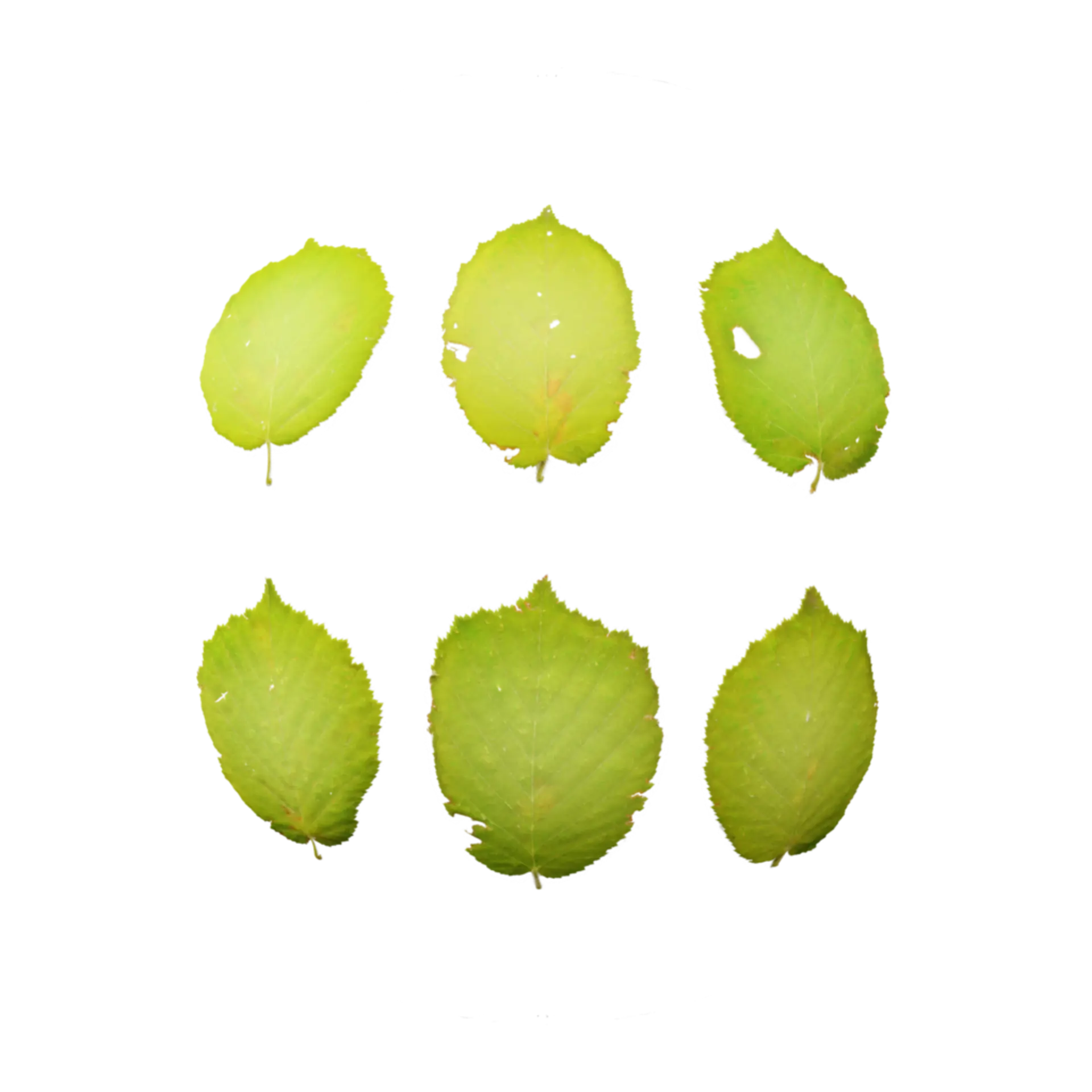 Leaf Set 009