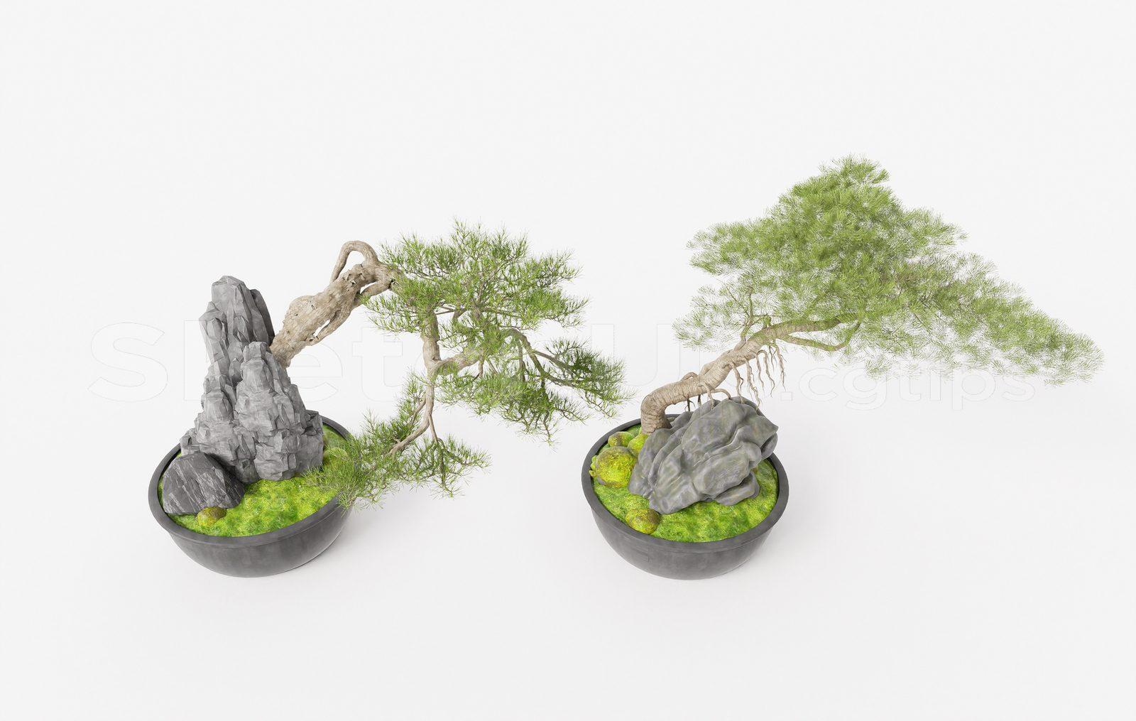 BonSai Tree