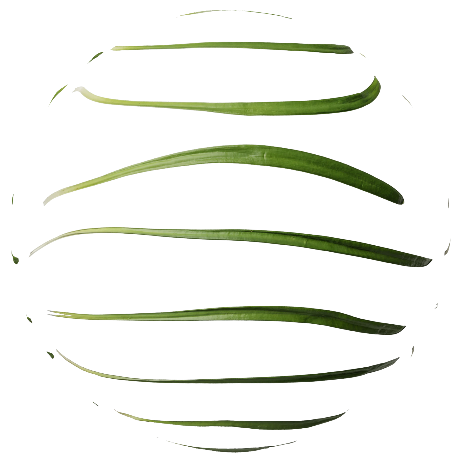 Foliage 008