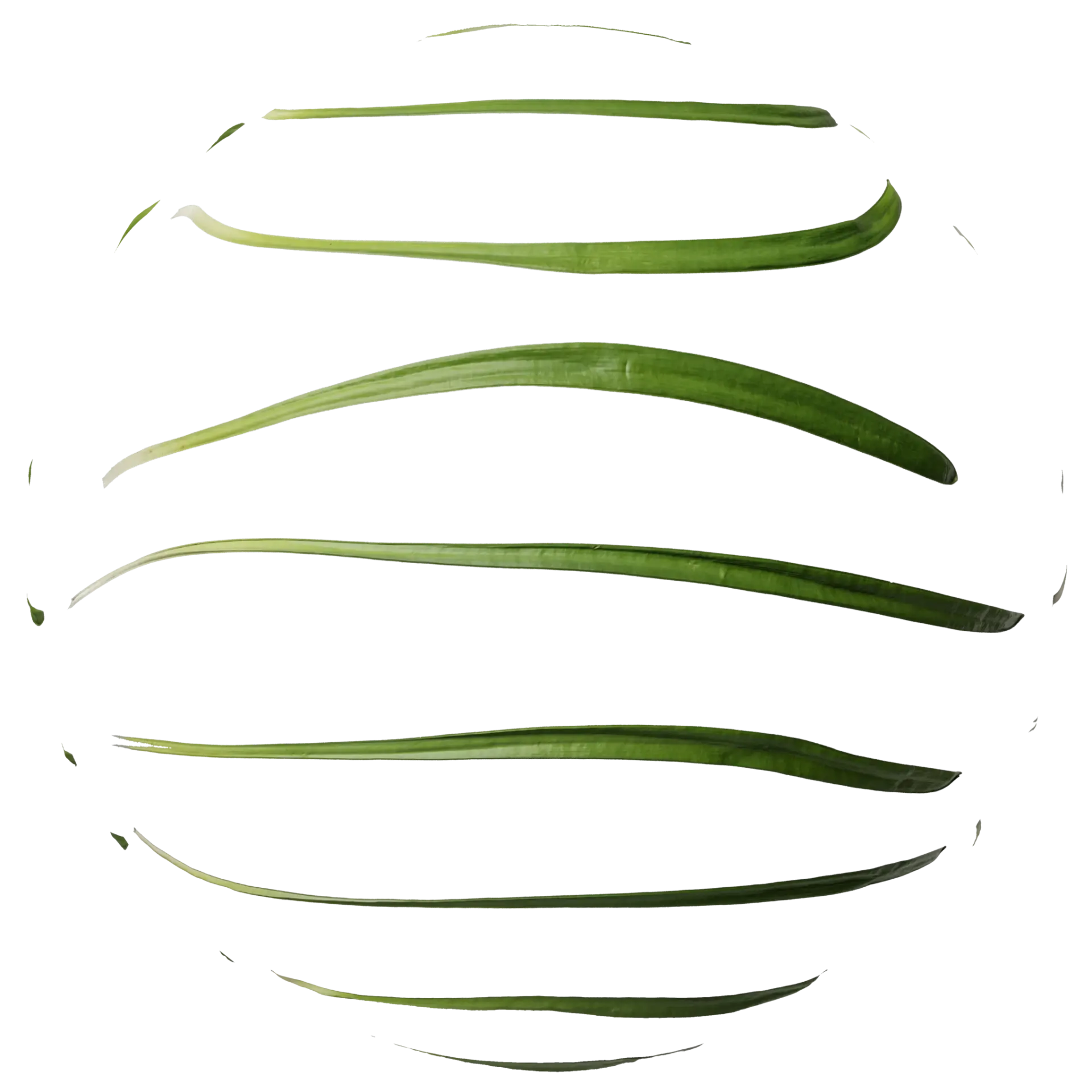 Foliage 008