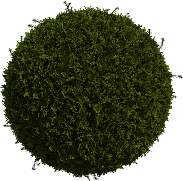 Moss 1