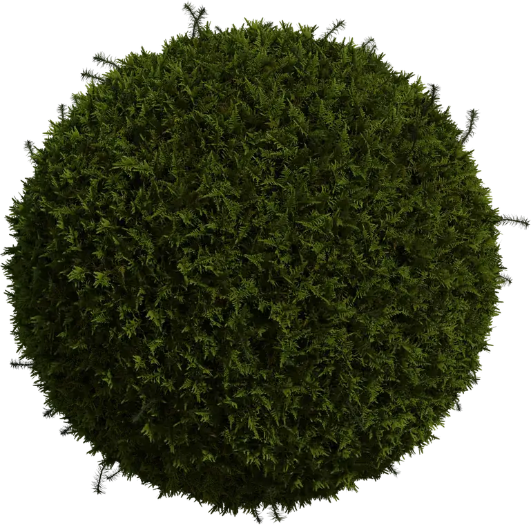 Moss 1