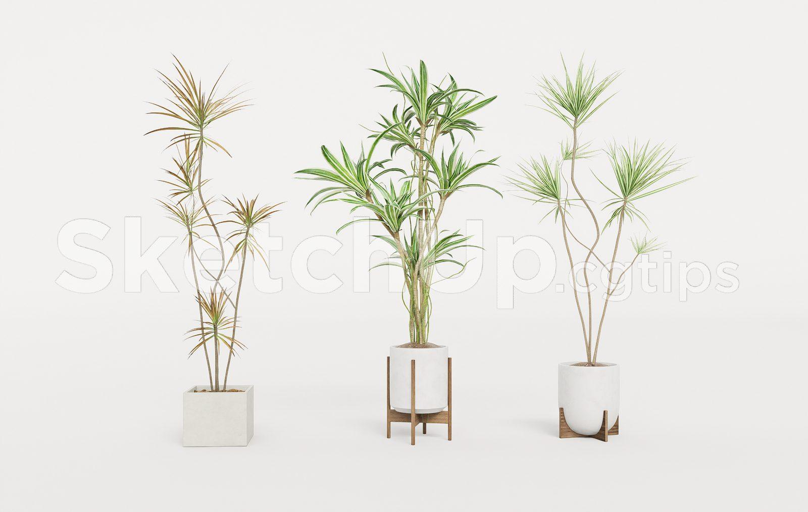 Plant