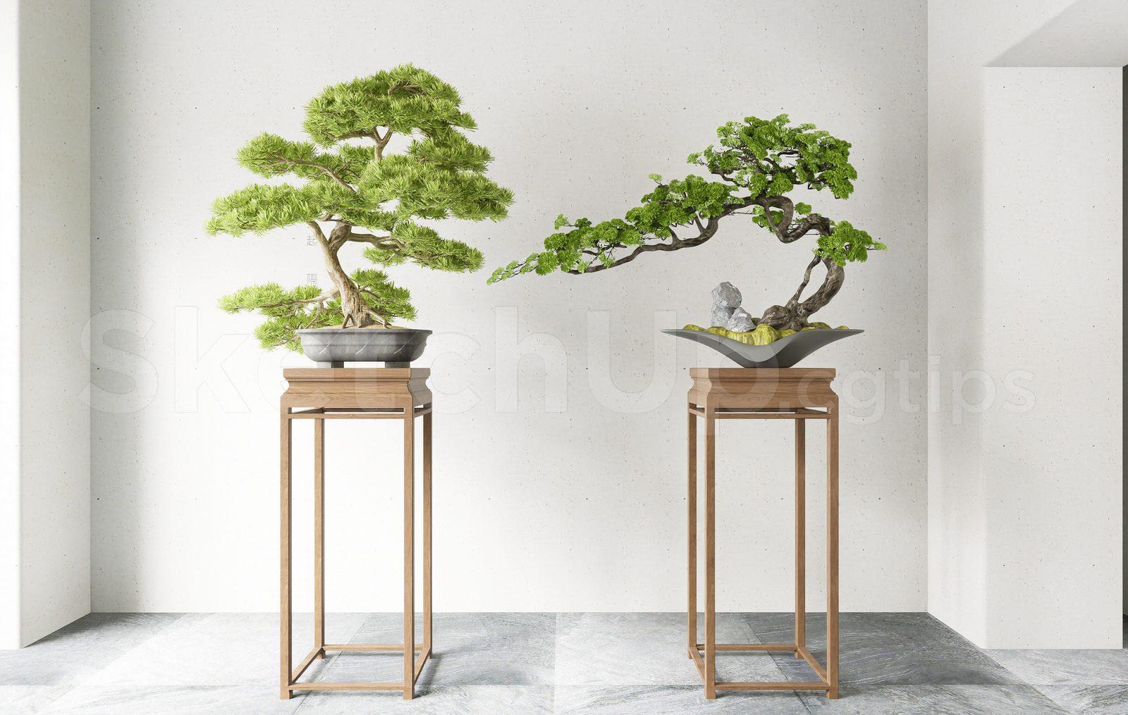 BonSai Tree