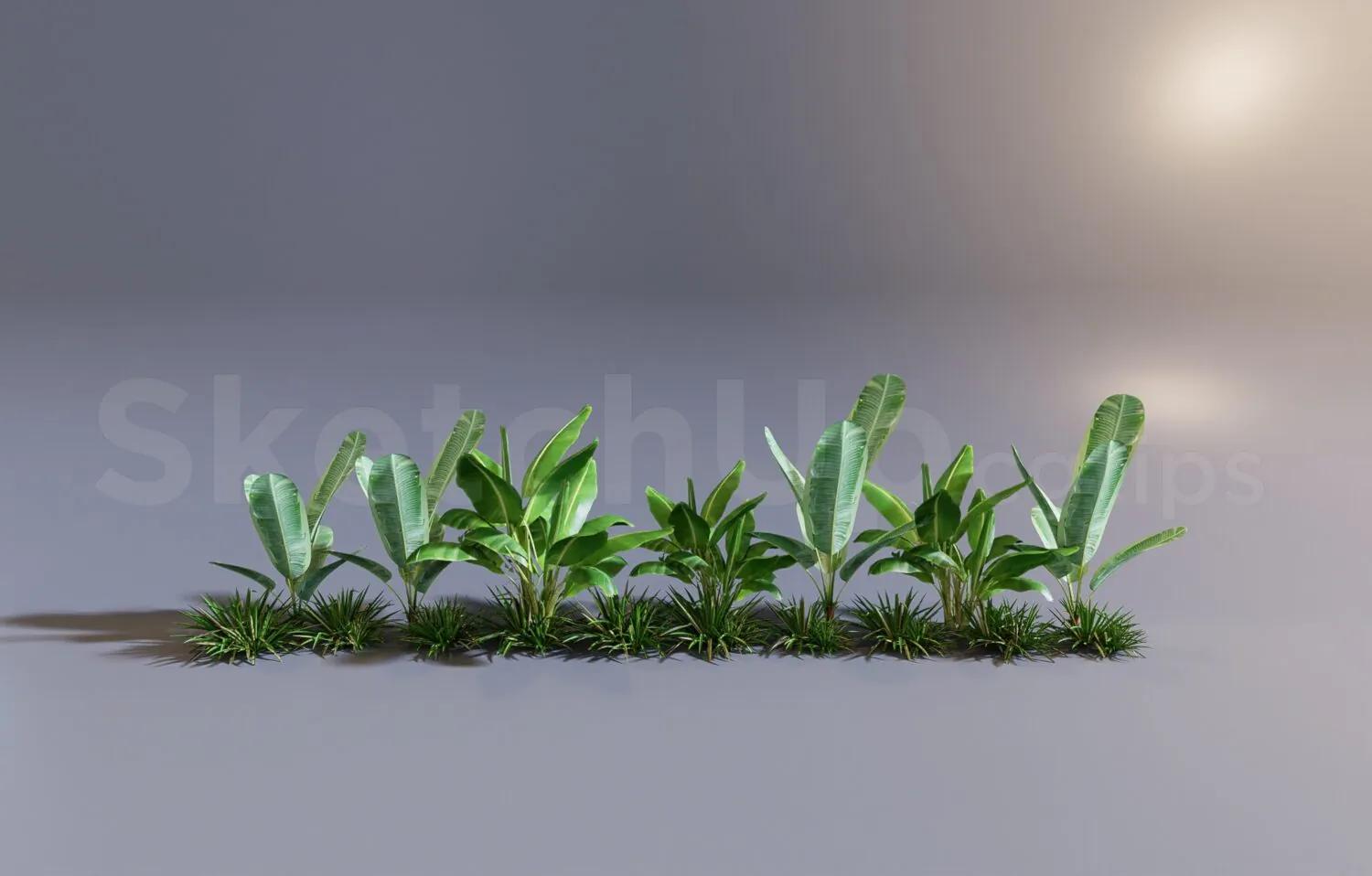 Plant
