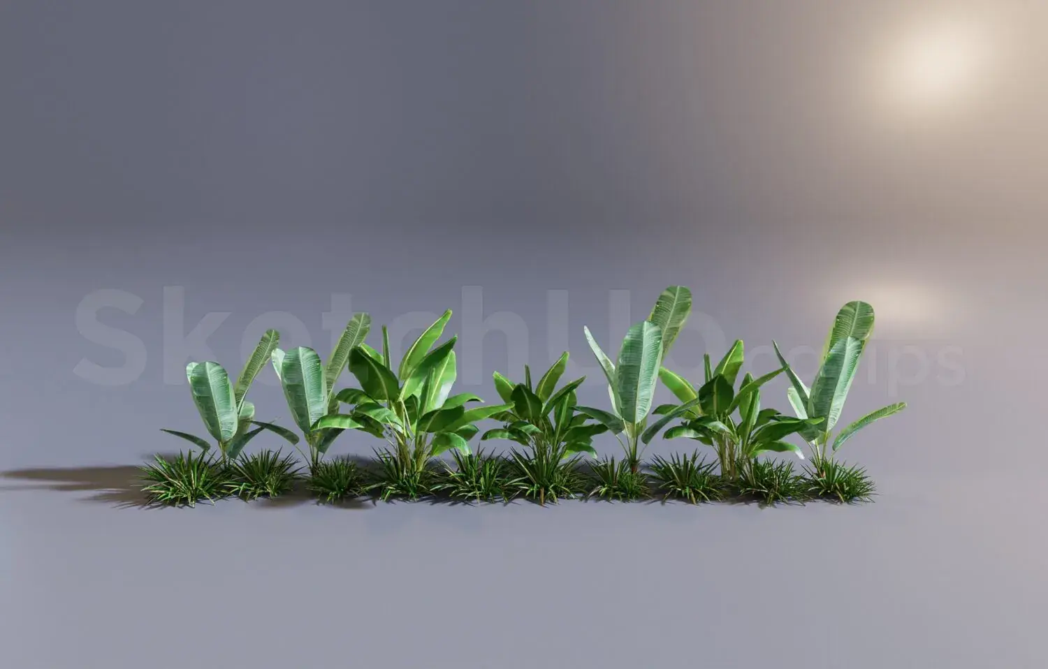 Plant