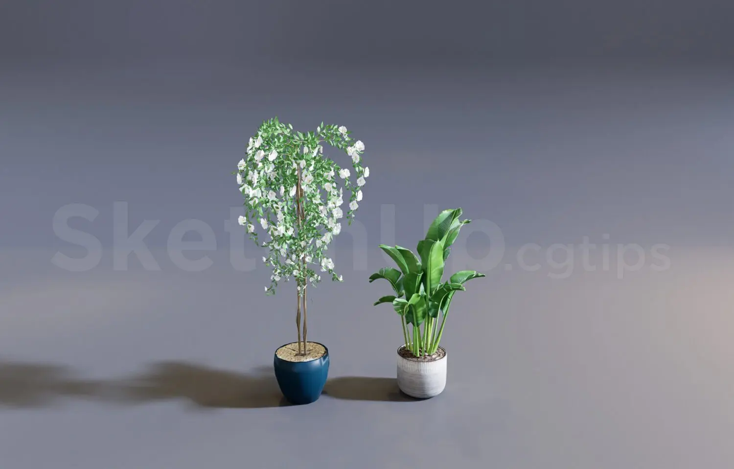 Plant