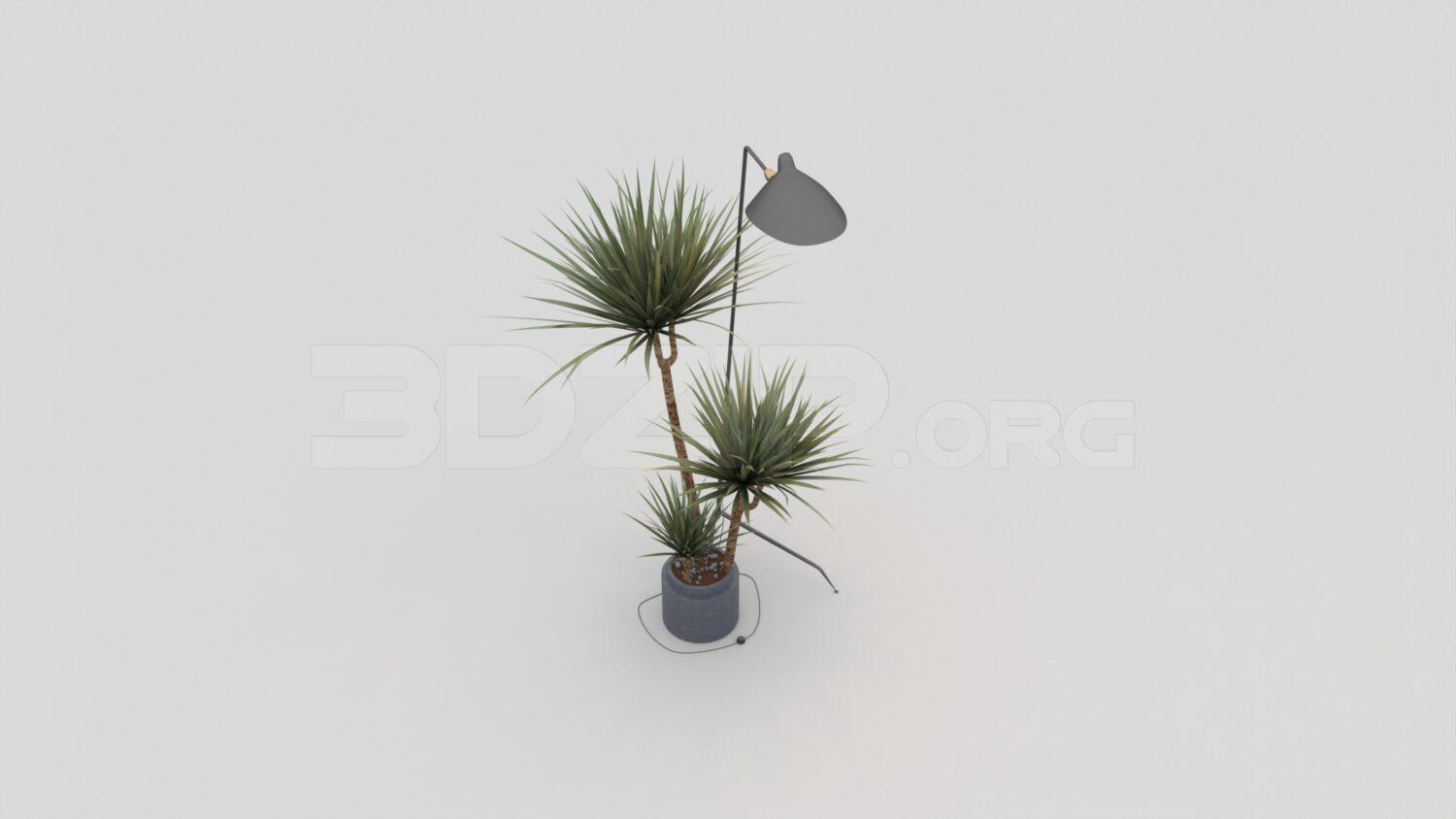 Plant