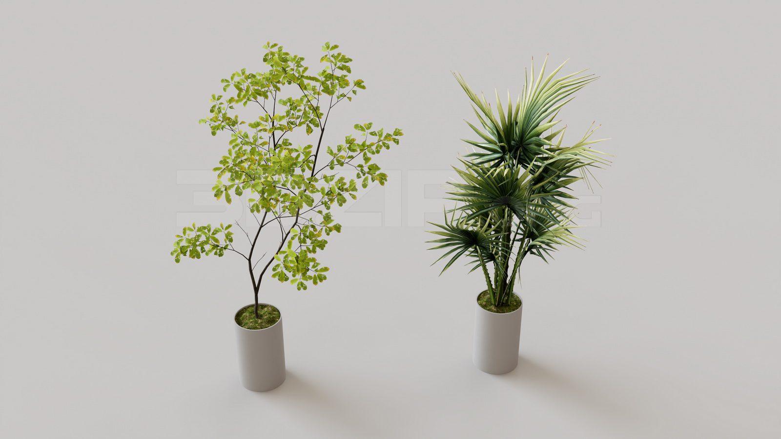 Plants