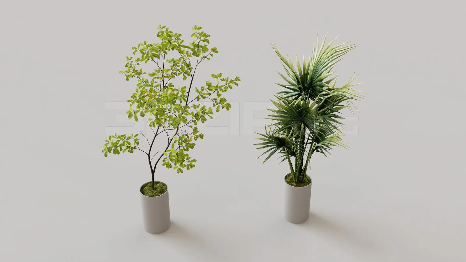 Plants