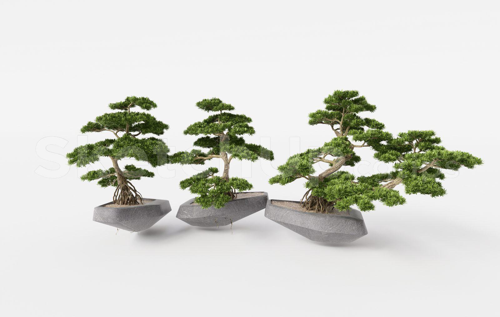 BonSai Tree