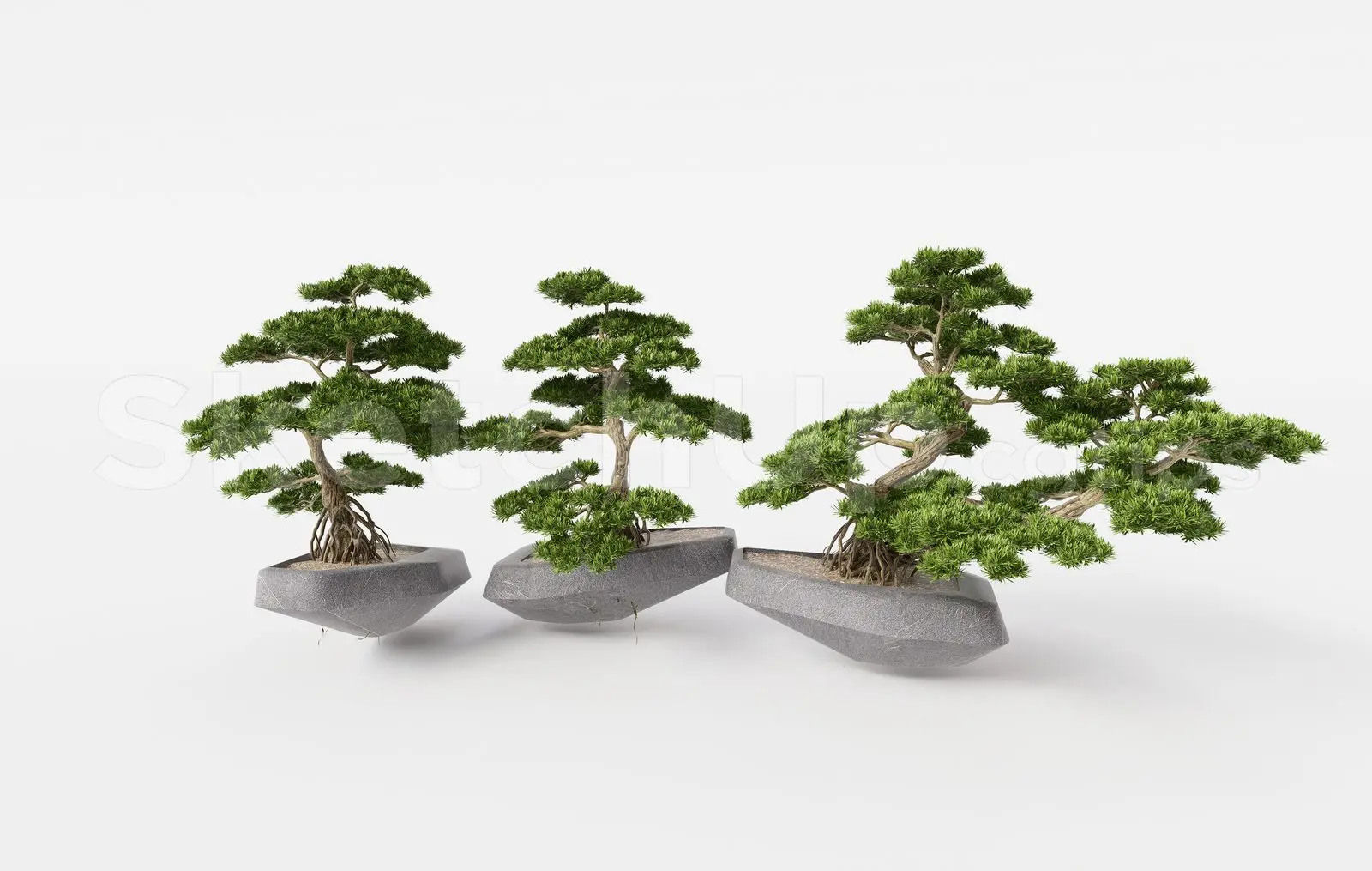 BonSai Tree