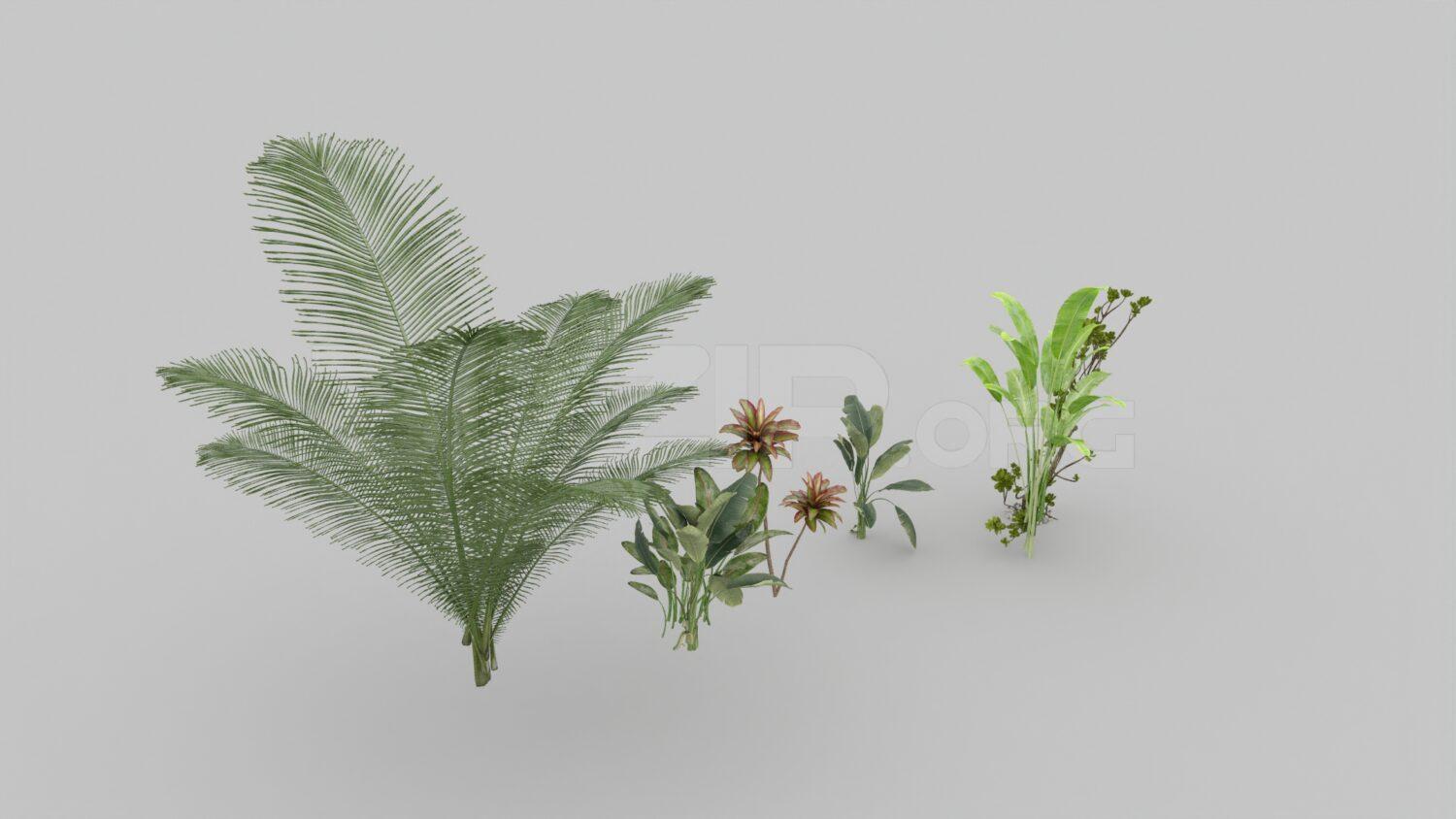 Plant