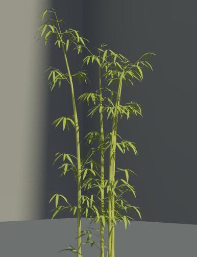 Bamboo grove