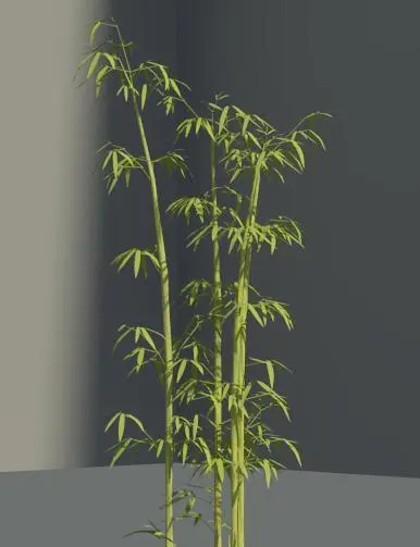 Bamboo grove