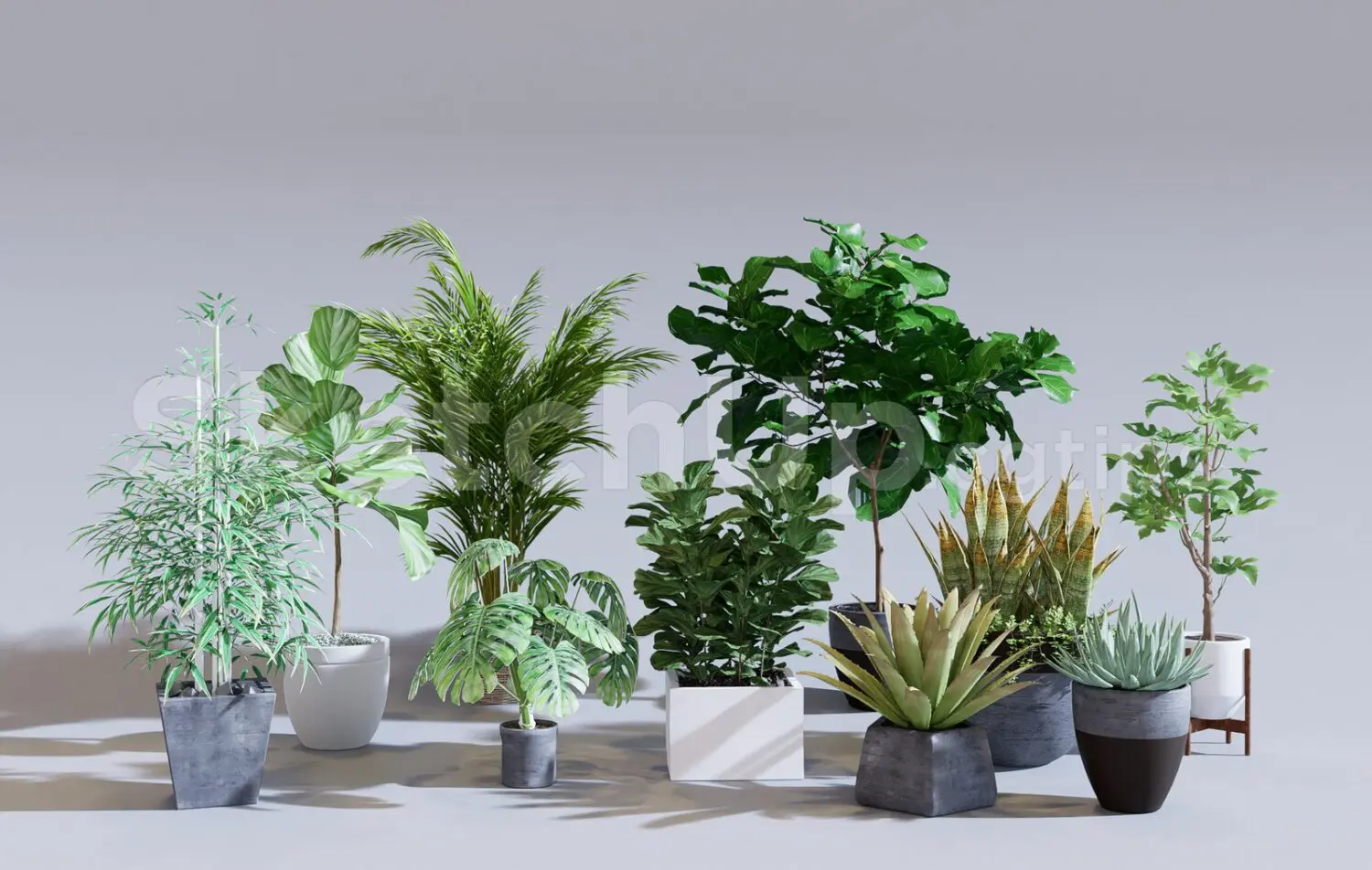 Plants
