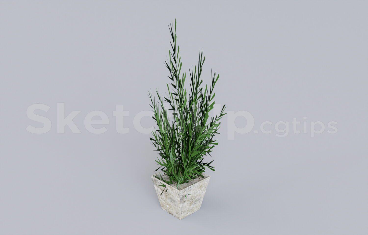 Plant