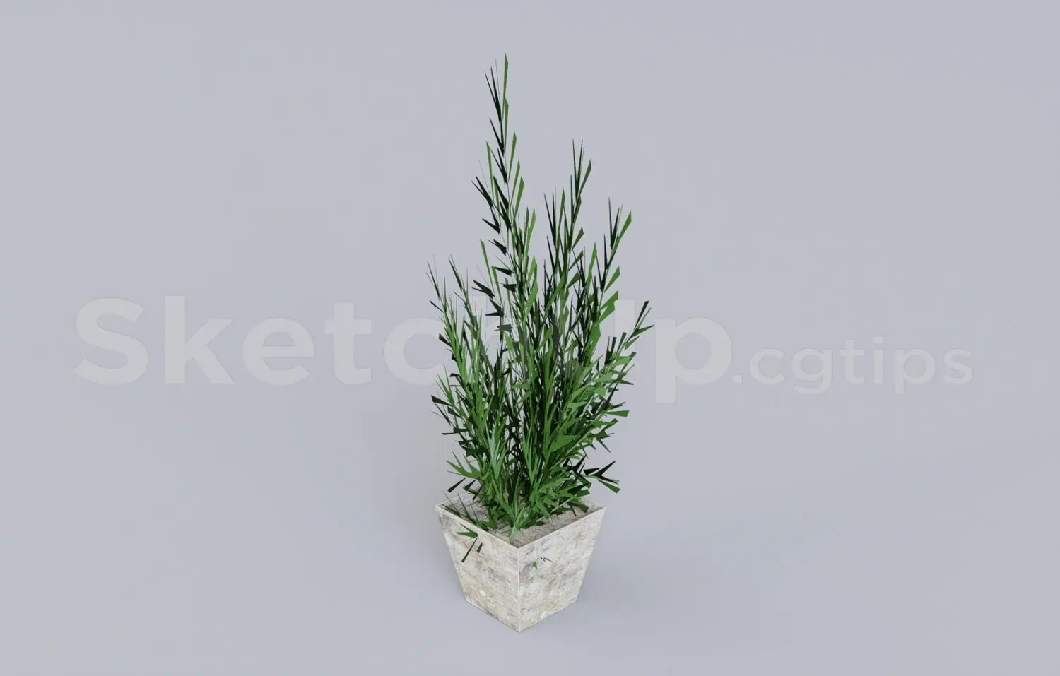 Plant