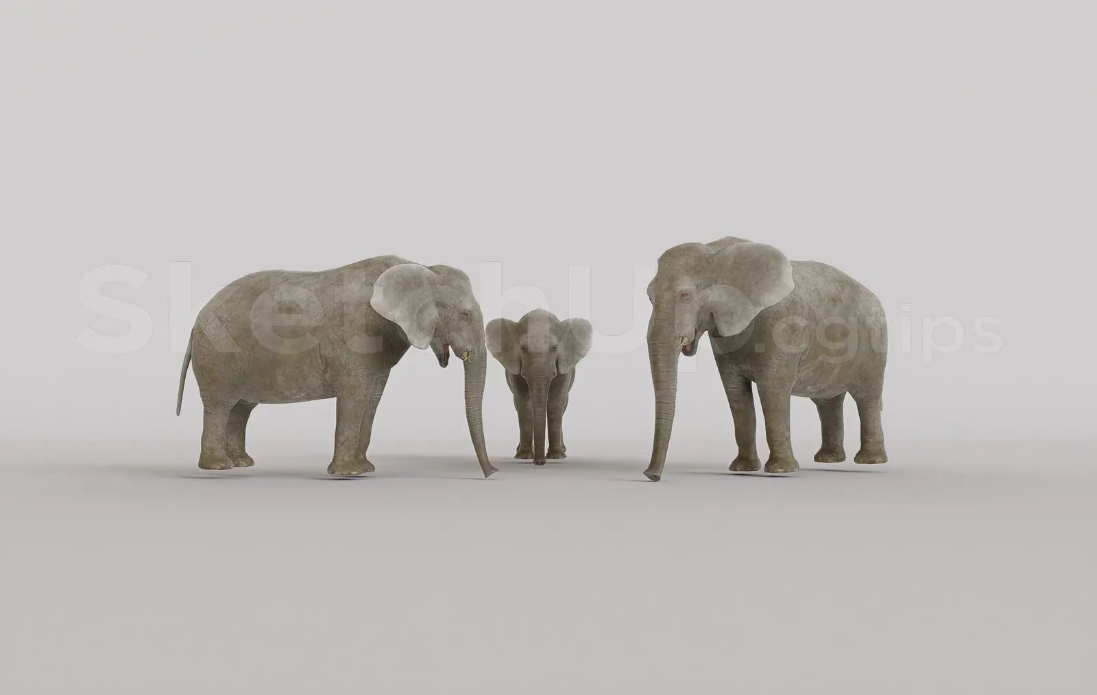 Animal
