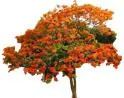 Arboles Tropicales