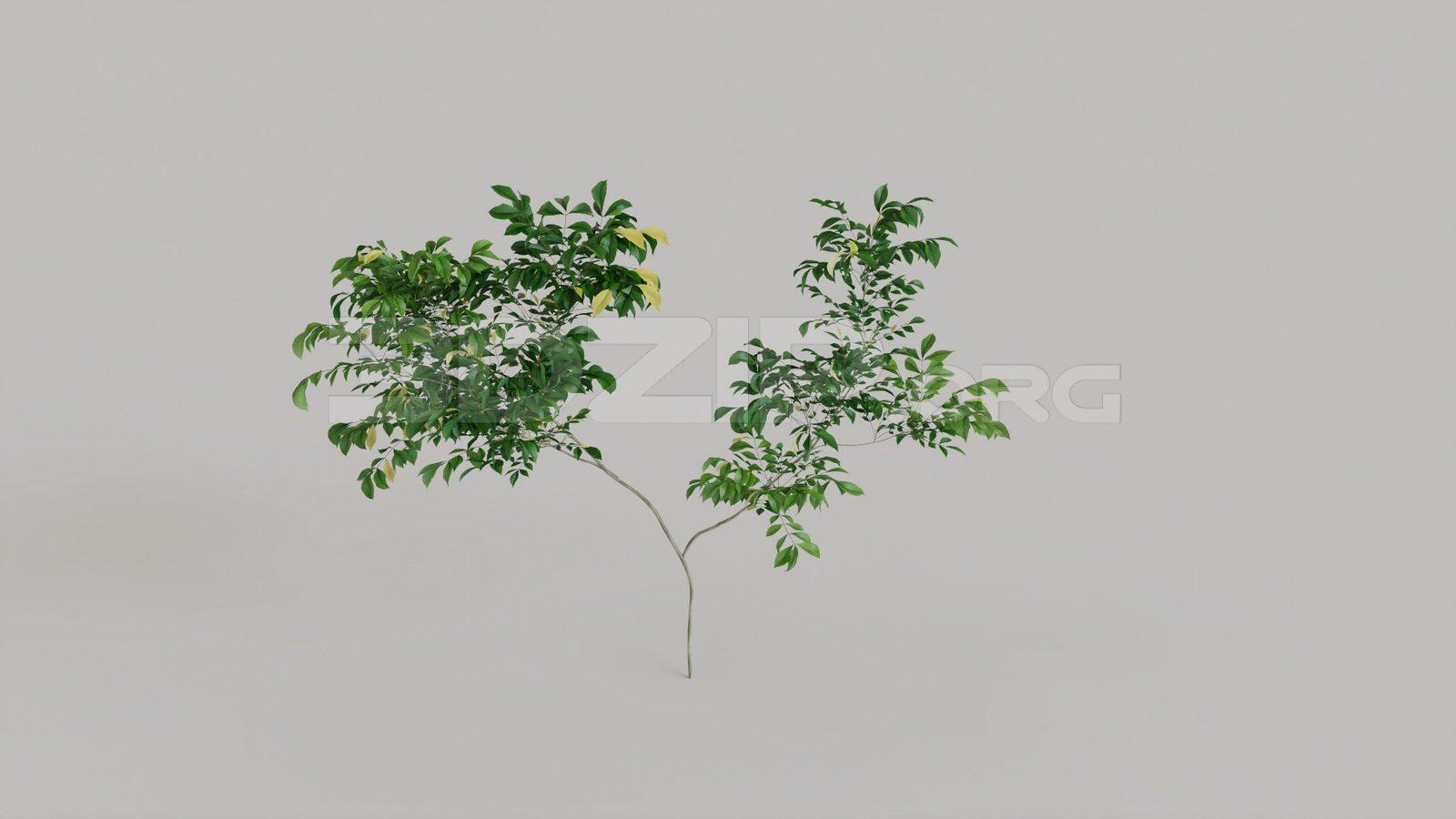 Plant