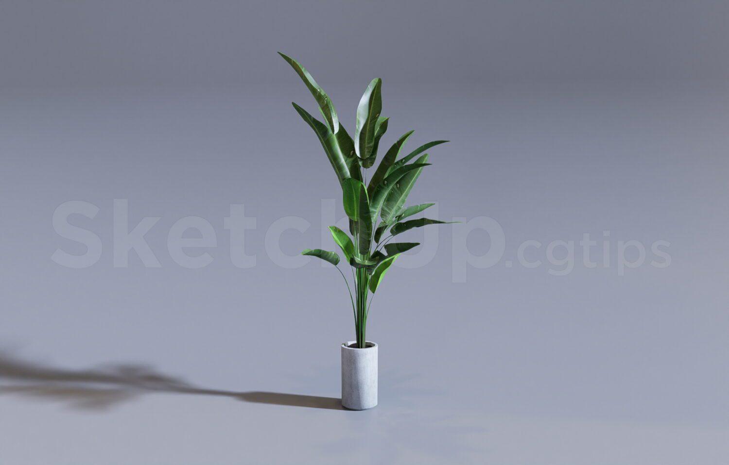 Plant