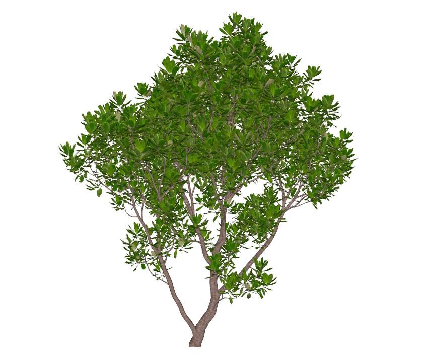 Arbutus unedo