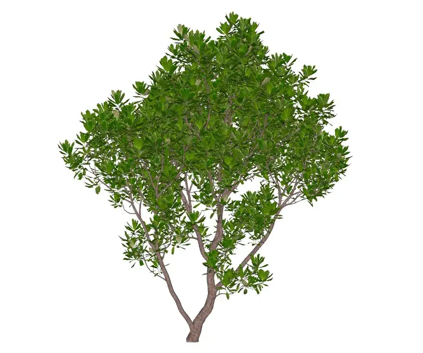 Arbutus unedo