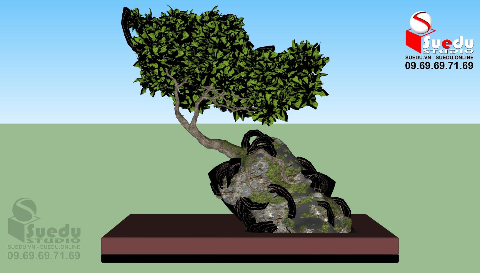 BonSai Tree