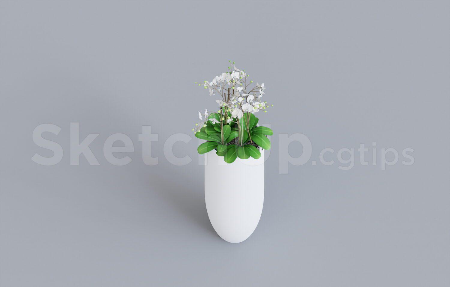 Plant