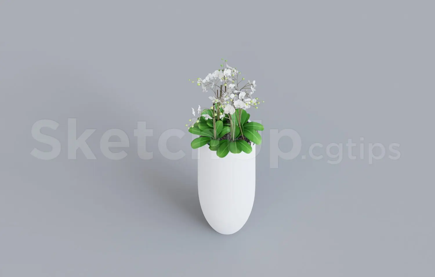Plant