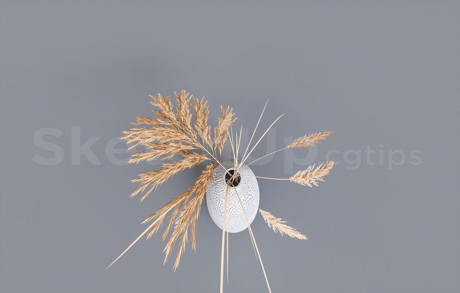 Pampas Grass