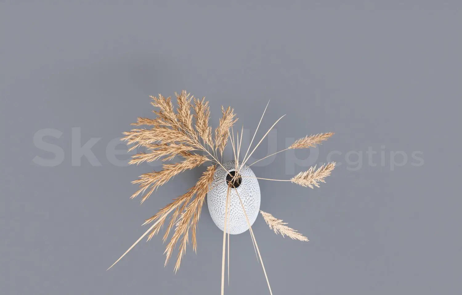 Pampas Grass