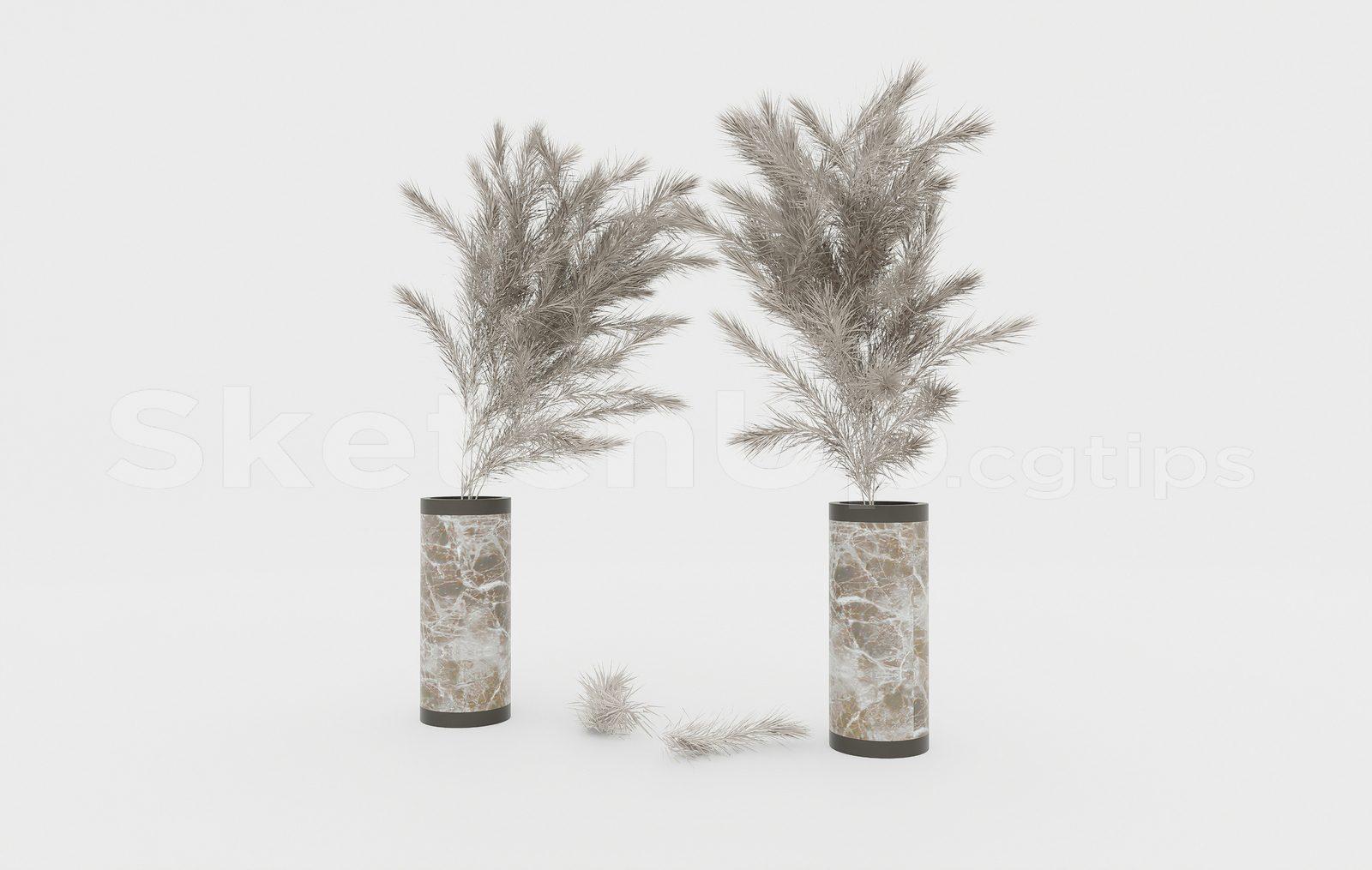 Pampas Grass
