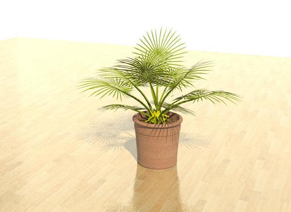 3D plant