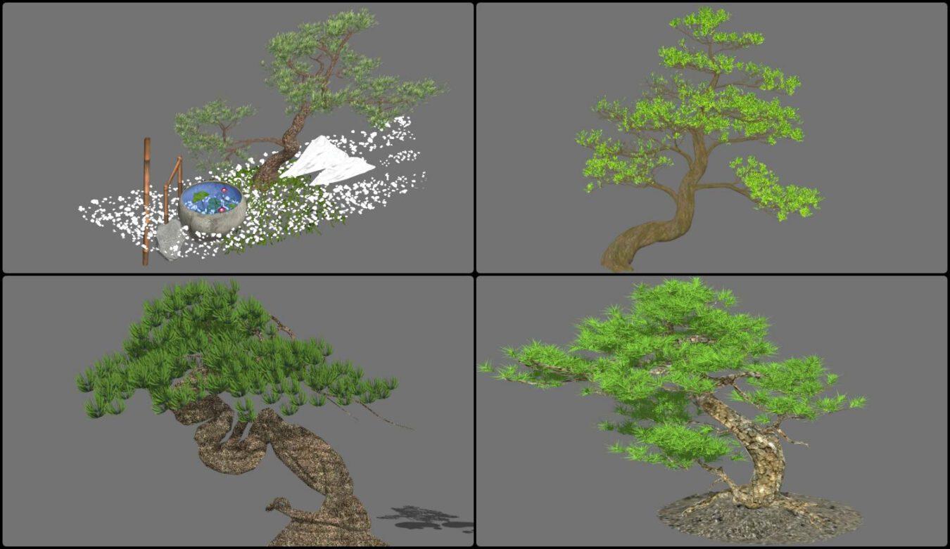 Bonsai Tree