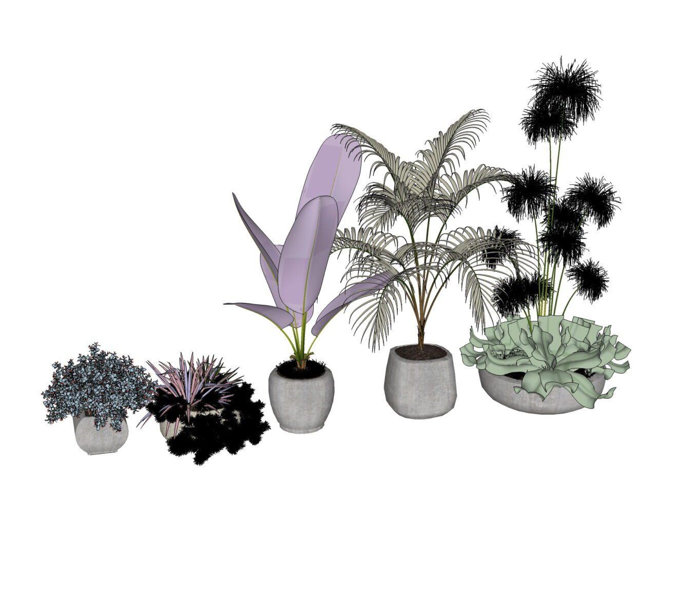 Plant