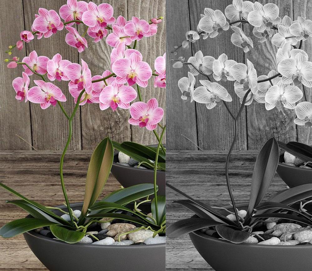 Orchid Pink