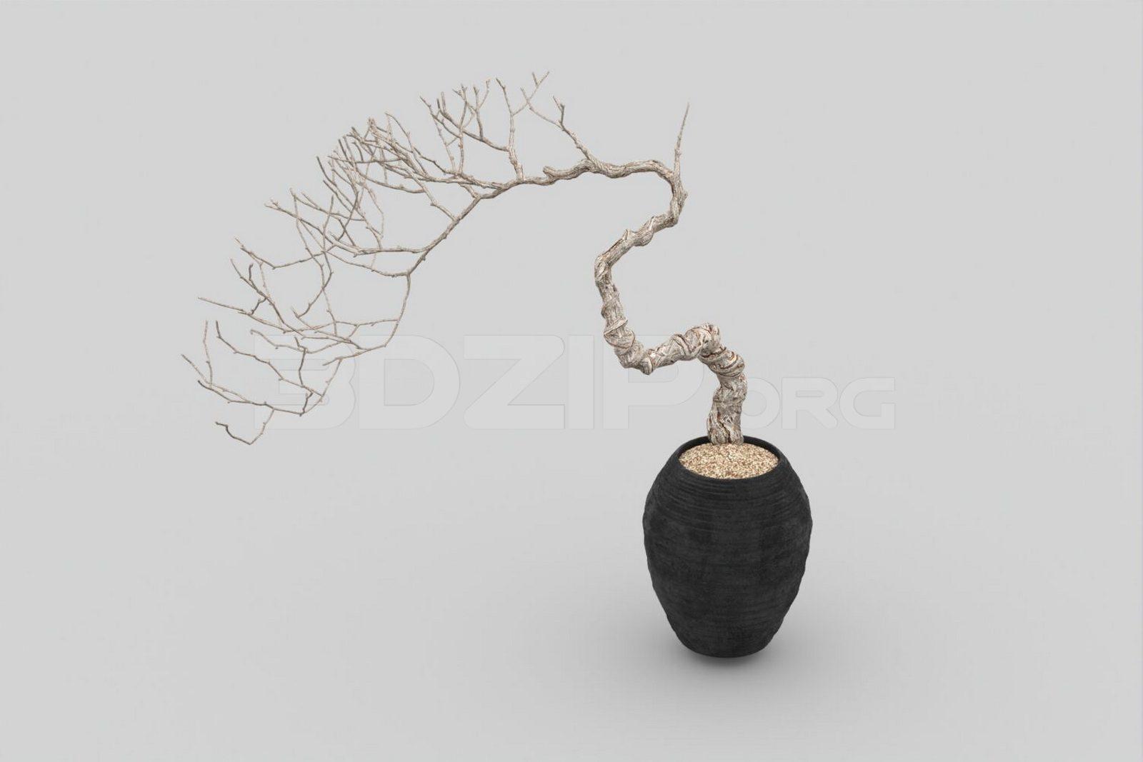 Bonsai